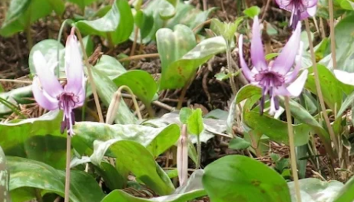 スライド-かたくり922x600